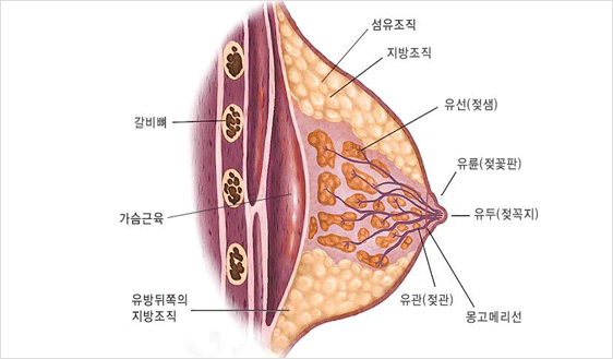 해부학적 구조 사진